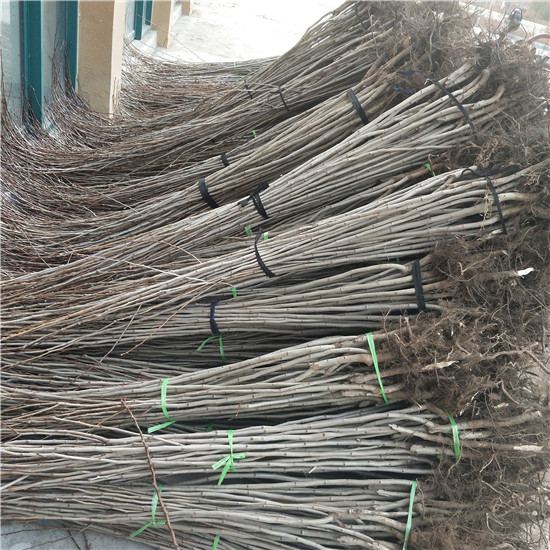 江西吉安放心苗銷售基地