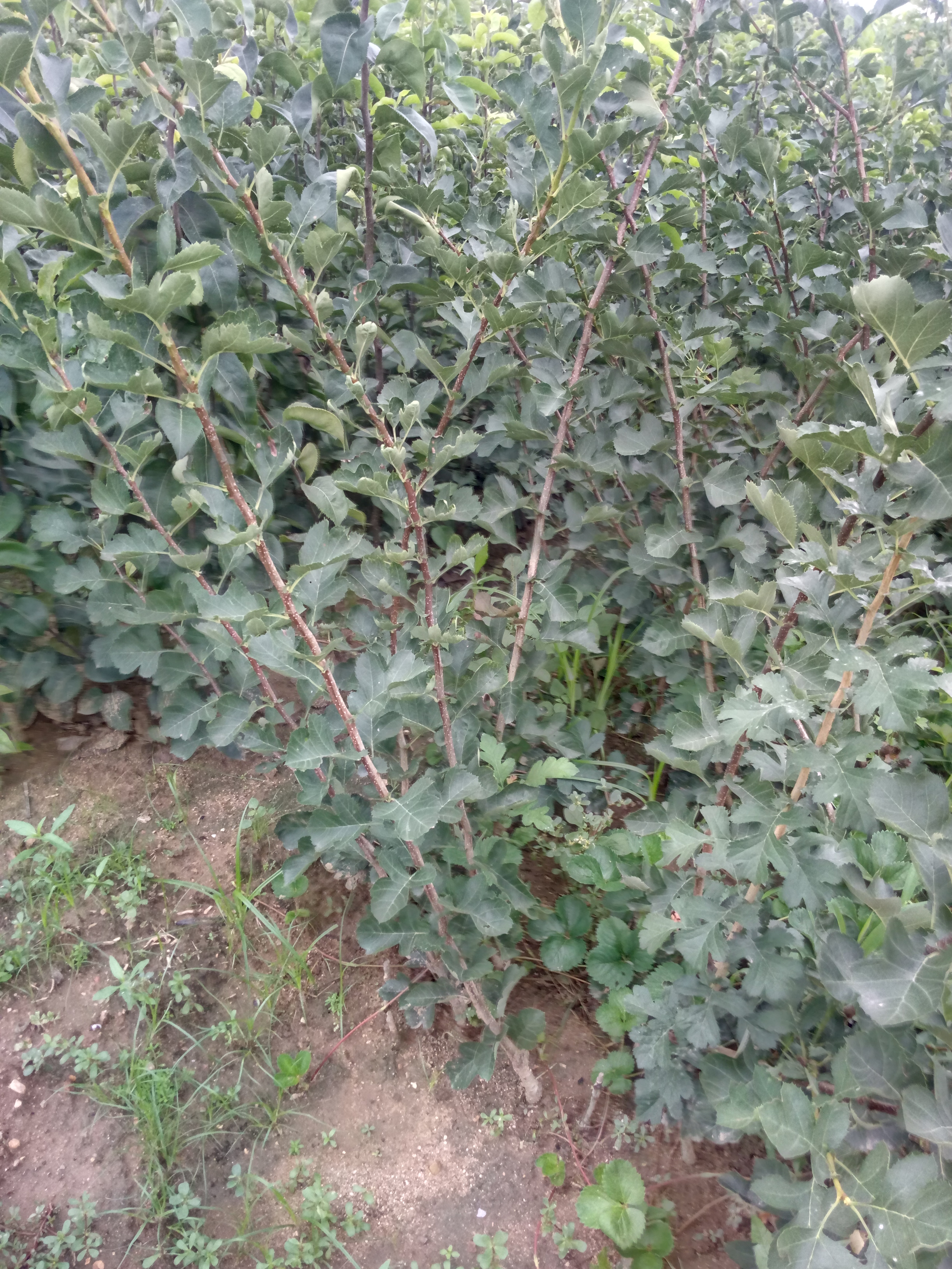 山西呂梁基地種植山楂苗什么品種好