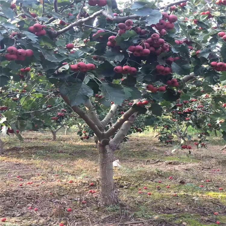 山西忻州2公分大金星山楂苗種植基地