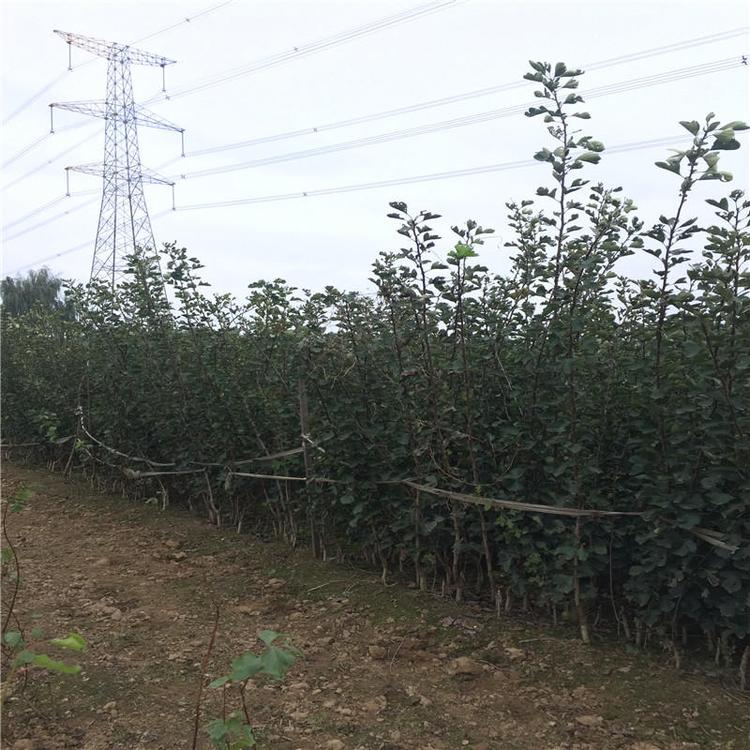 江蘇大豐批發(fā)大金星山楂苗 銷售基地
