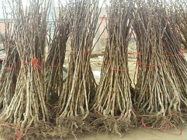 江西高產(chǎn)山楂樹苗 種植基地