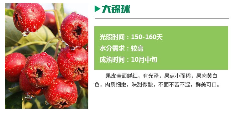 江西高產(chǎn)山楂樹苗 種植基地