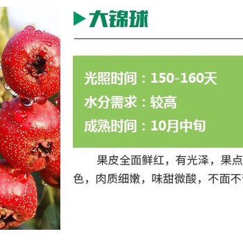 湖南湘潭無(wú)刺山楂苗價(jià)格哪里有