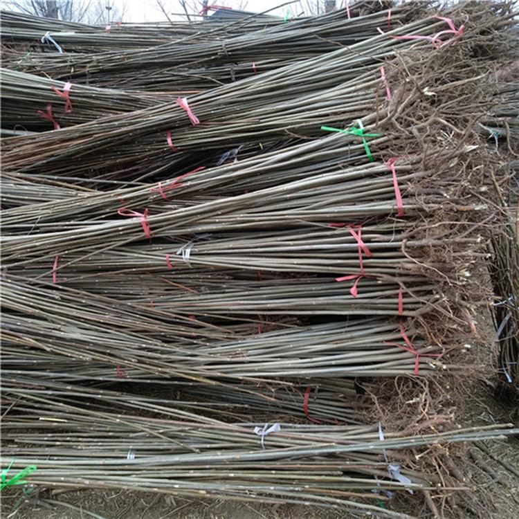 濮陽(yáng)大棚香椿苗批發(fā)基地 香椿苗栽培 