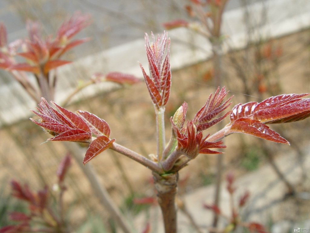 寶山全國種植紅香椿苗香椿苗栽植方法 