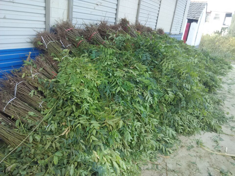 徐汇种植中心现挖现卖厂家报价香椿苗