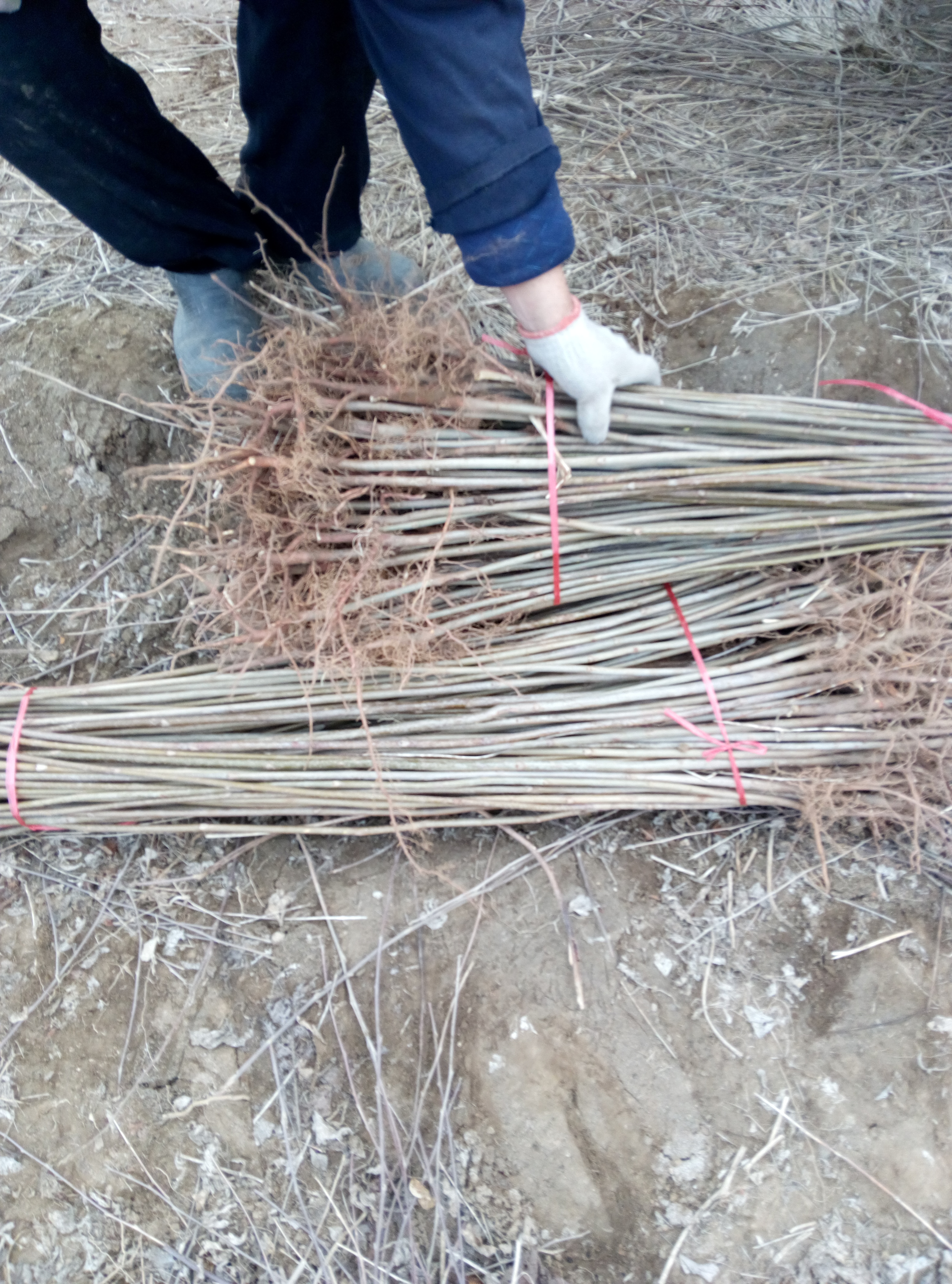 巫溪大棚香椿苗批发基地 1年香椿芽小苗 