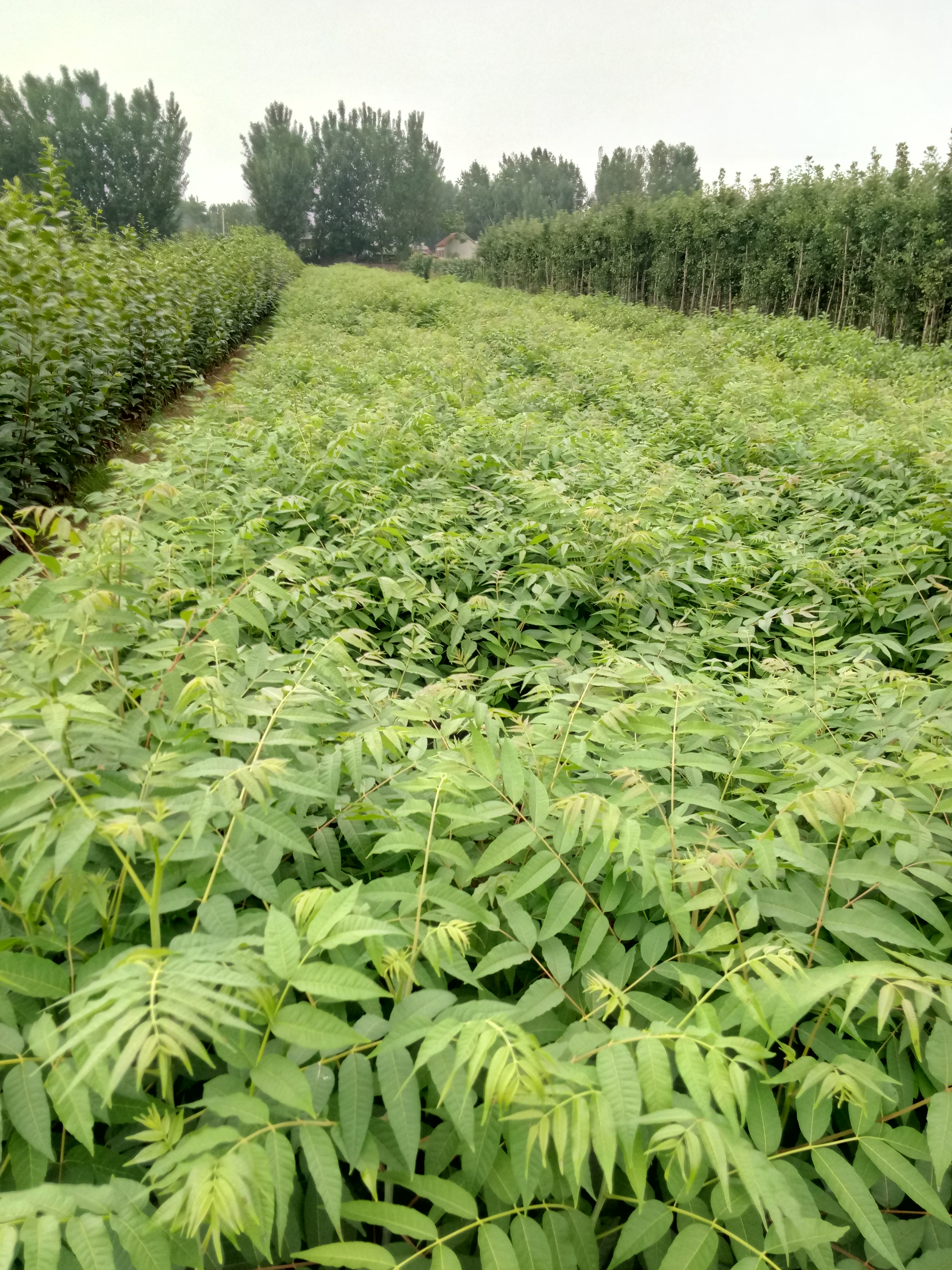 信陽種植中心現(xiàn)挖現(xiàn)賣兩年生大棚香椿苗 