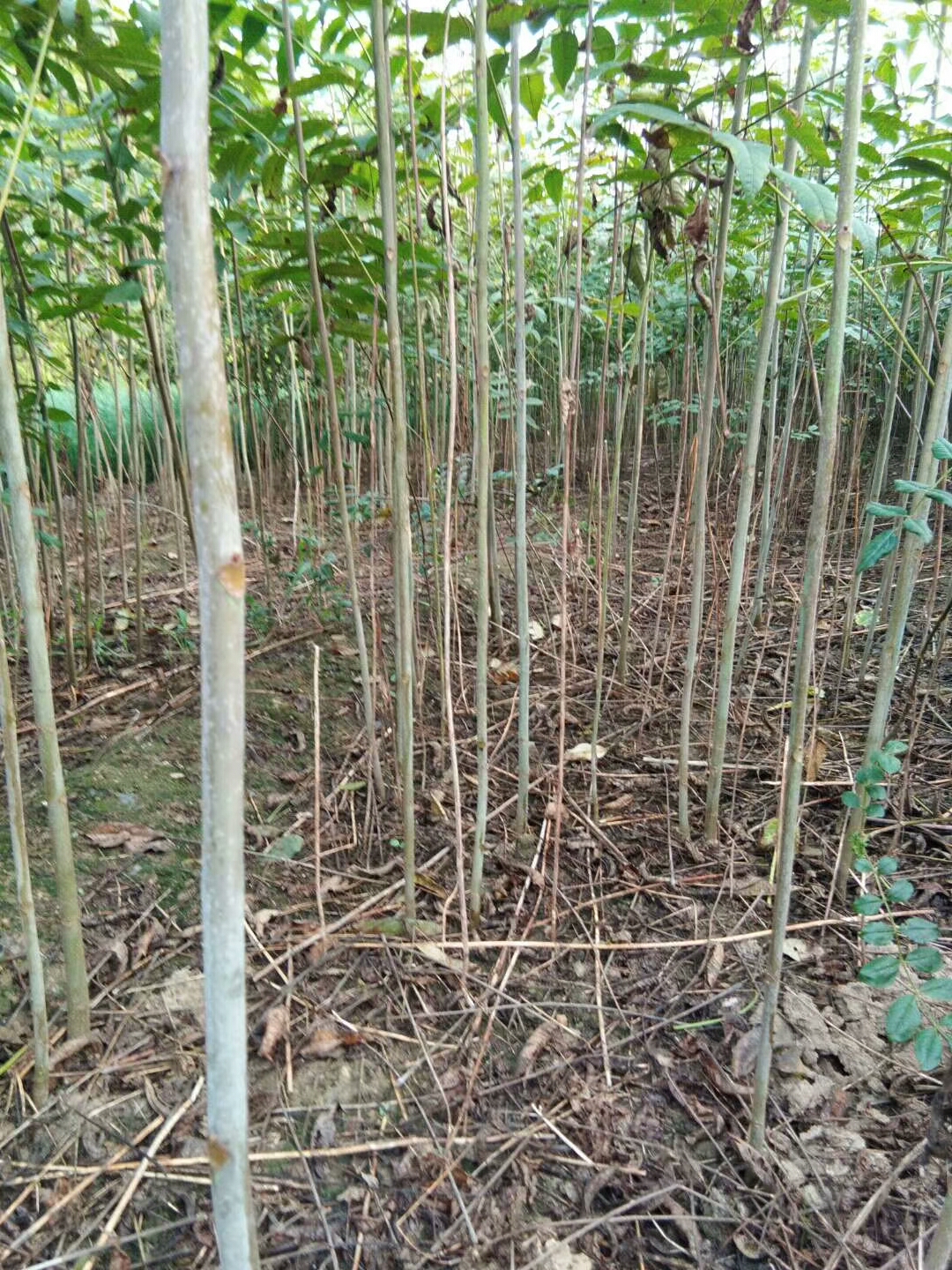 红桥抗旱抗寒大棚香椿苗 1年香椿芽小苗 