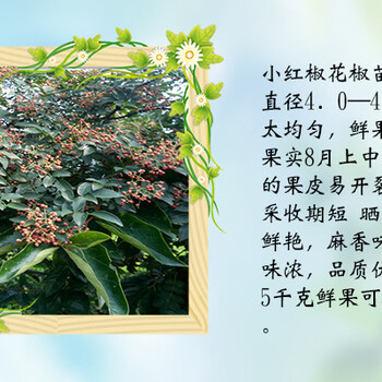 南昌花椒苗批發(fā)一年生花椒苗基地