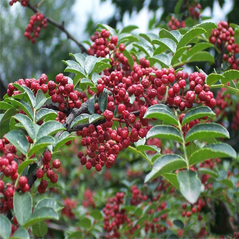 北碚包成活花椒苗嫁接无刺花椒苗基地 