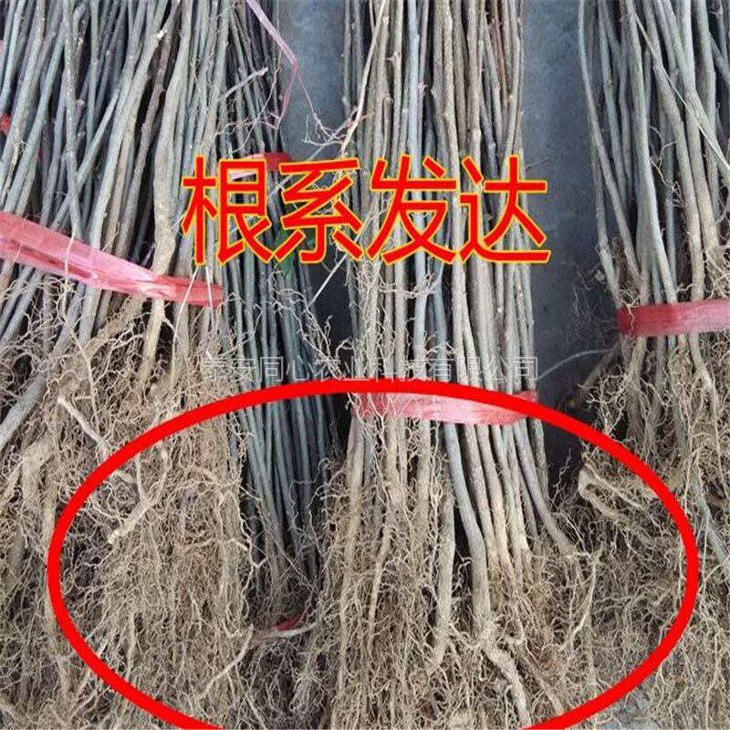 承德花椒种植基地无刺花椒苗 