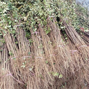 商丘大紅袍花椒苗基地獅子頭花椒苗批發(fā)