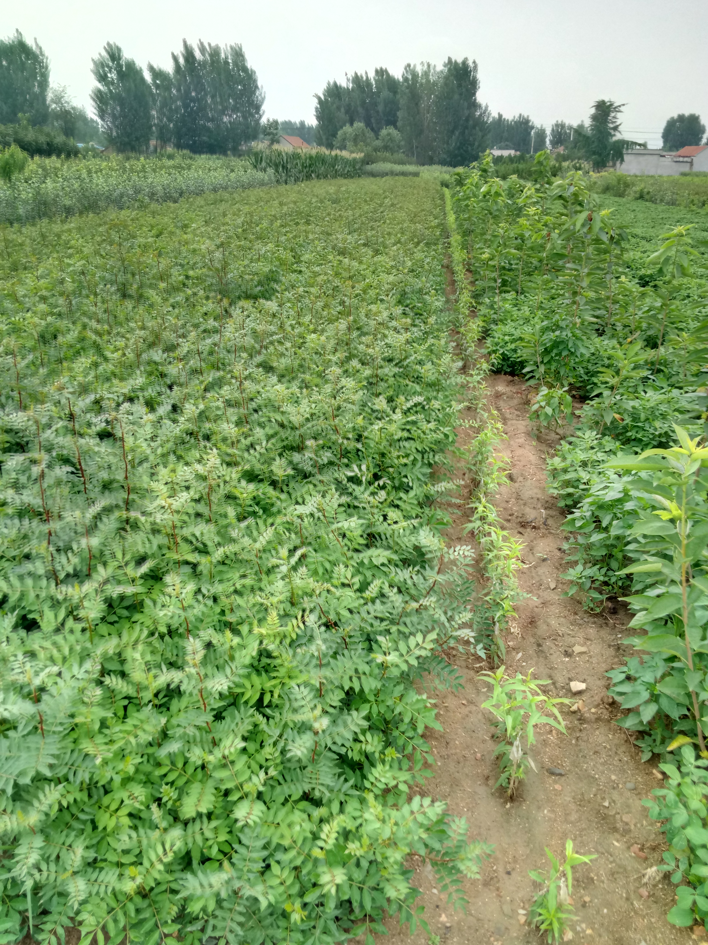 陽泉花椒種植基地大量批發(fā)花椒苗