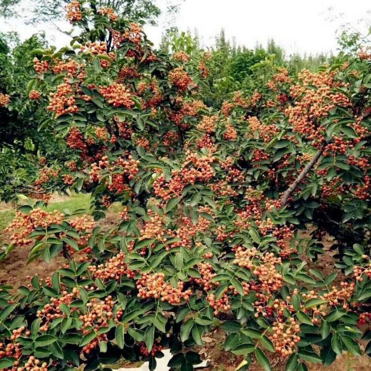 神农架包成活花椒苗山东花椒苗出售