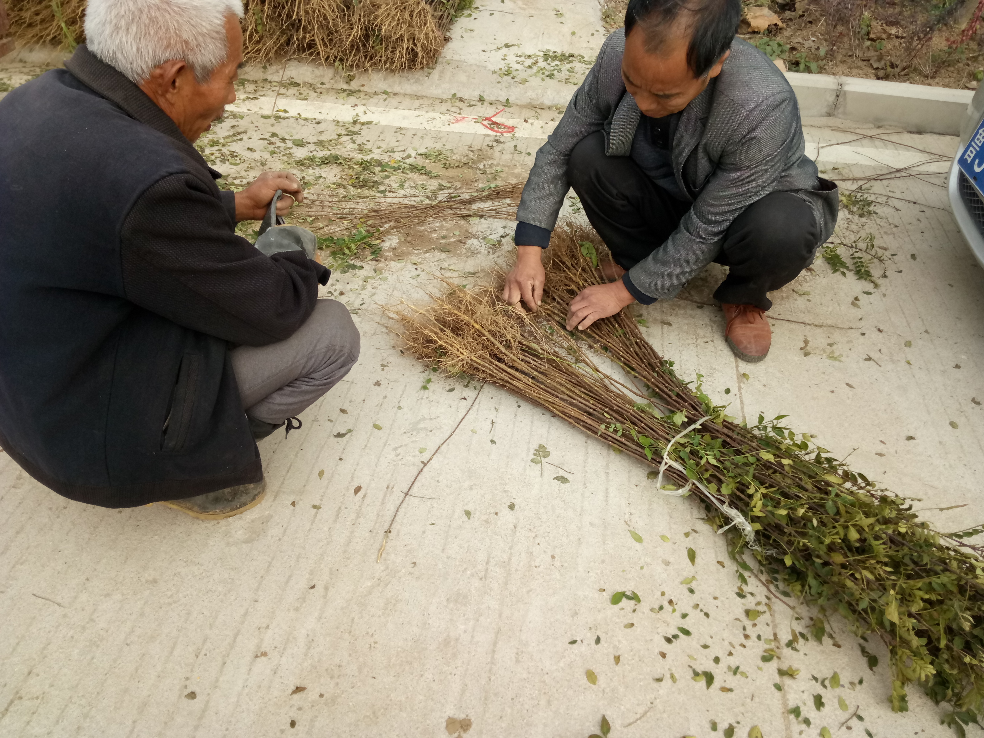 红河花椒苗培育基地 无刺花椒苗加盟