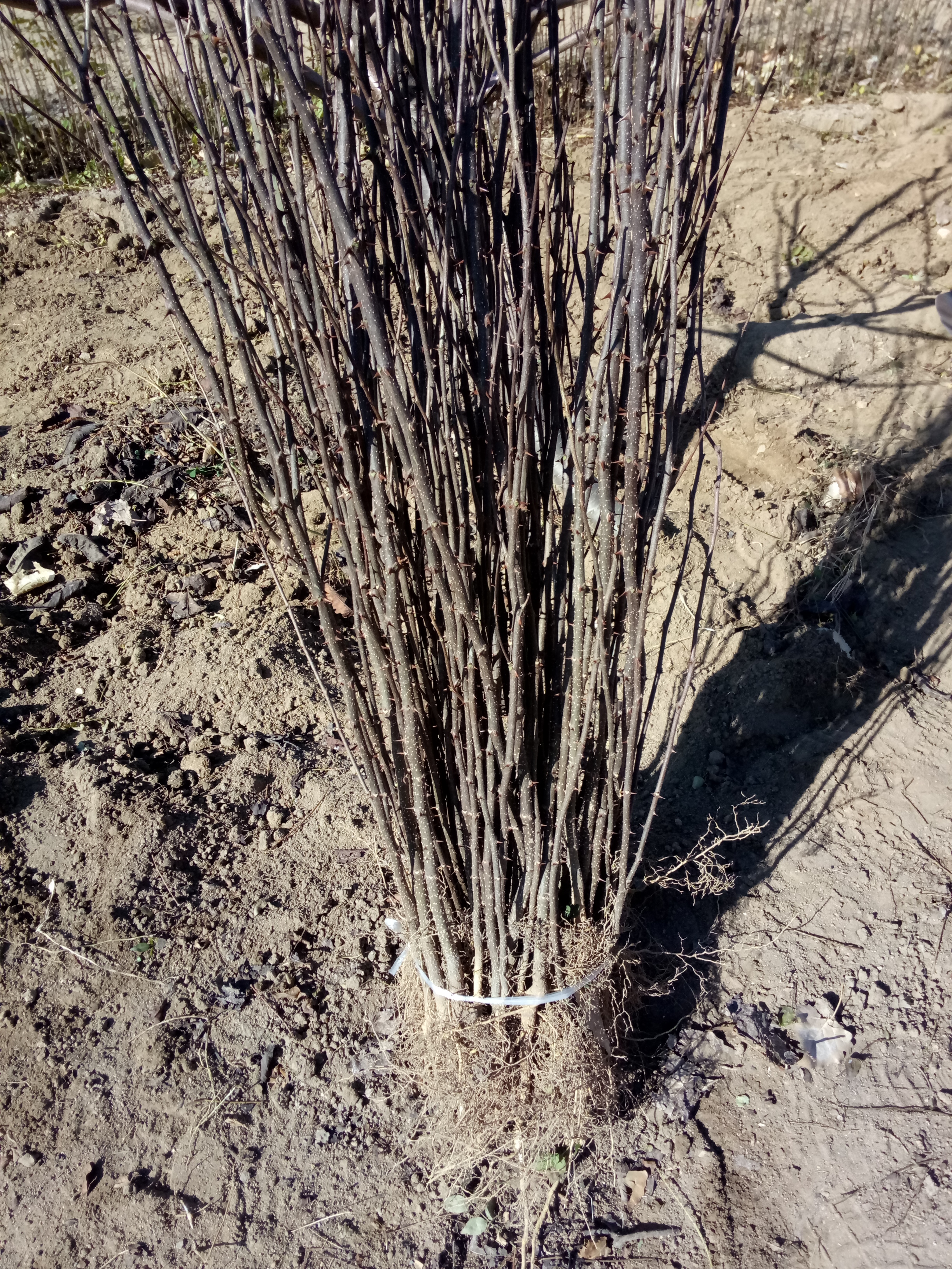 昭通早熟花椒苗 无刺花椒苗基地 