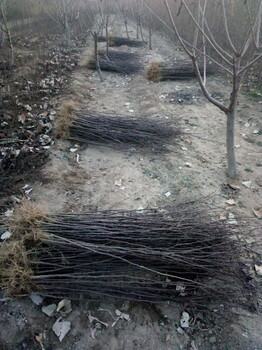 红河花椒苗培育基地无刺花椒苗加盟