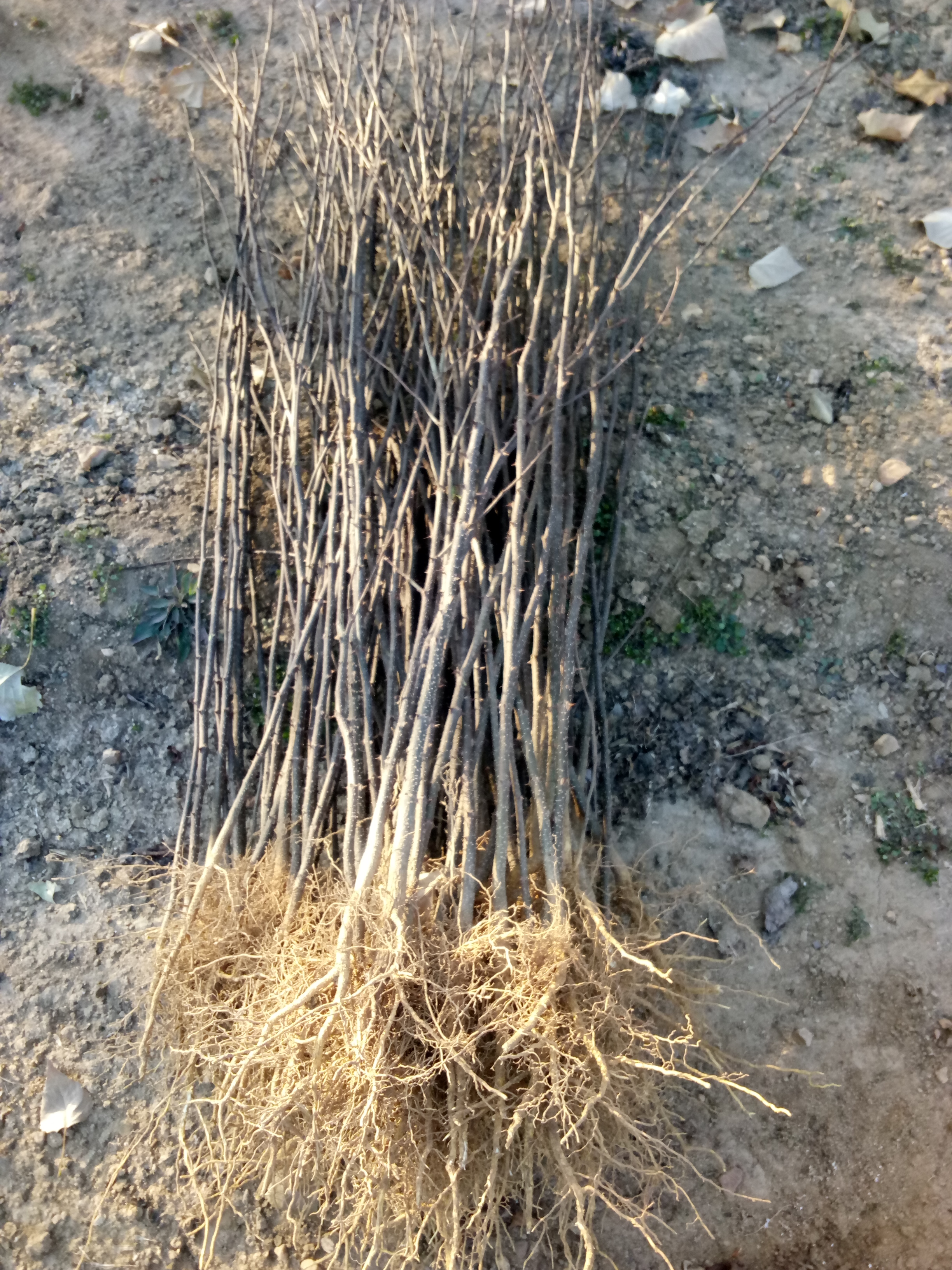 泰州包成活花椒苗大量批發(fā)花椒苗