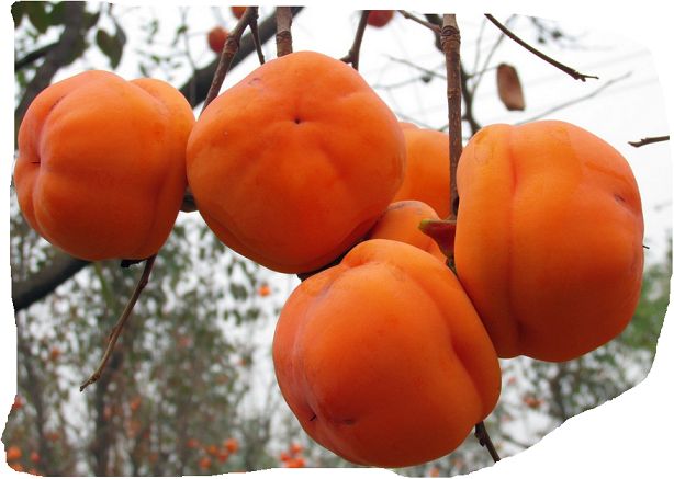 開發(fā)區(qū)寶蓋柿子苗行情胎里紅柿子苗