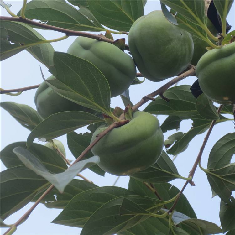 朝陽陽豐甜柿樹苗甜柿子苗 