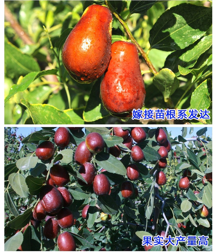 鮮食棗樹苗產(chǎn)量高規(guī)格品種棗樹苗買苗推薦