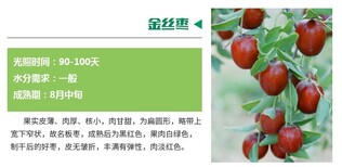无病虫害枣树苗新品种枣树苗价格低图片2