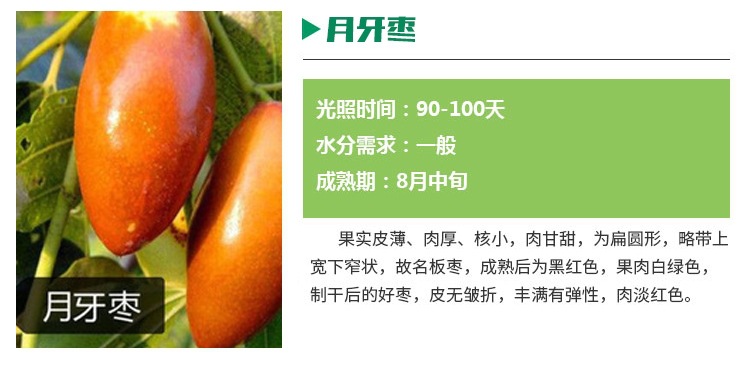 鲜食枣树苗产量高软枣种苗 软枣子苗价格种苗价格