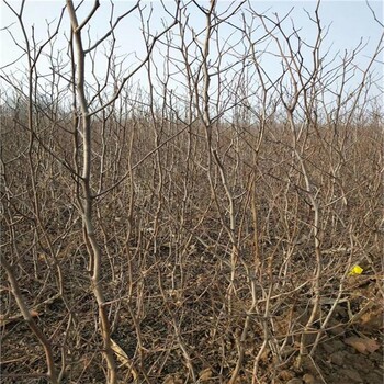 棗樹(shù)苗基地軟棗種苗軟棗子苗價(jià)格品種多