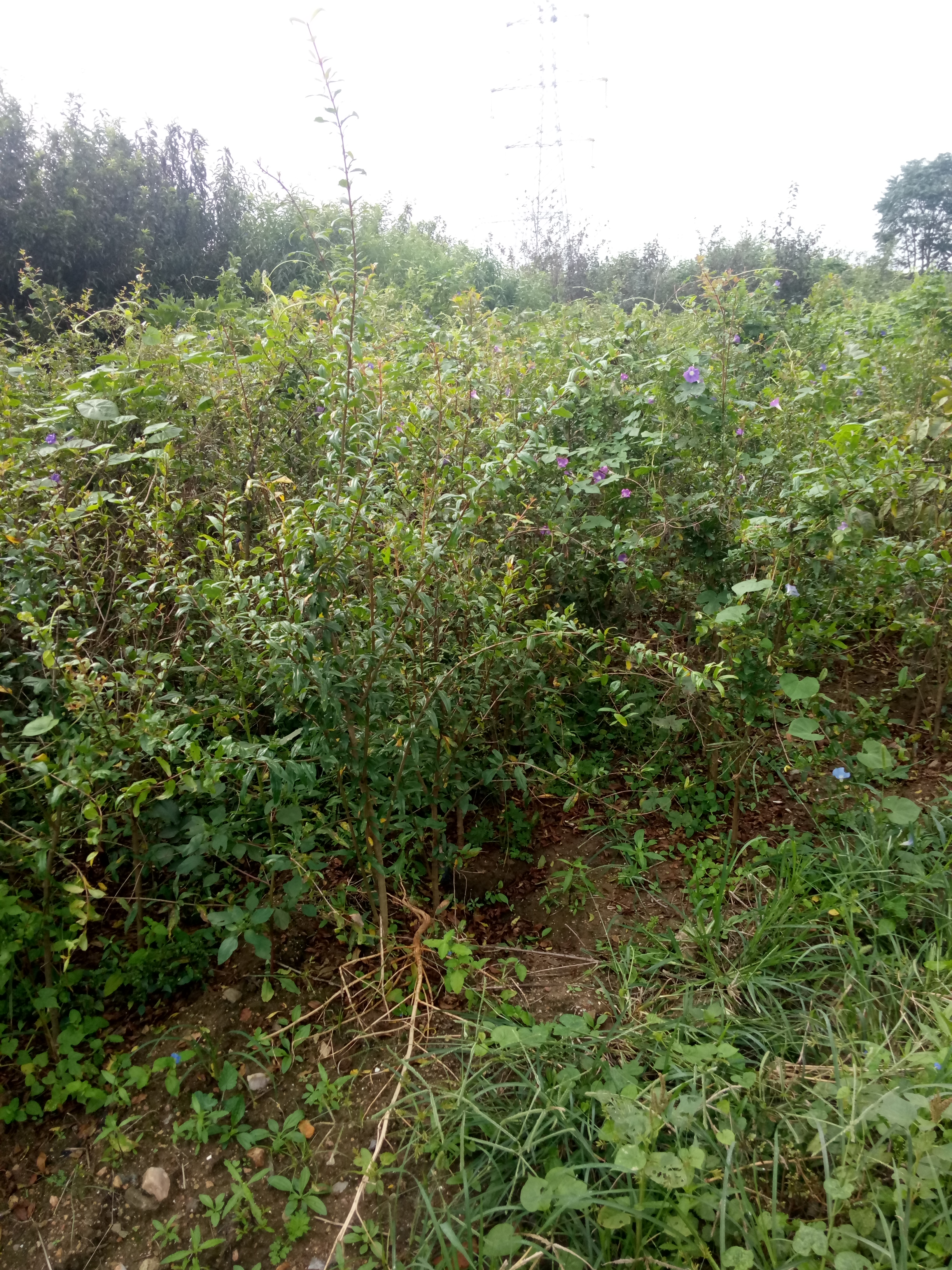 安徽馬鞍山突尼斯軟籽石榴苗種植基地 