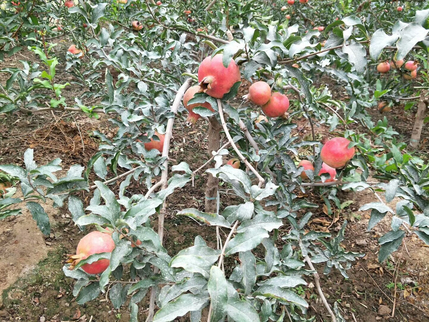 河南開封突尼斯軟籽石榴苗種植基地 