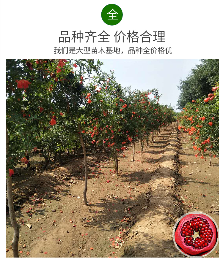 甘肅慶陽黑籽石榴苗基地、