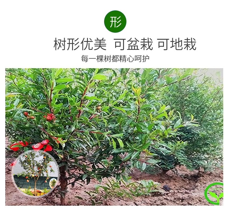 山西清徐現(xiàn)貨供應(yīng)軟籽石榴苗
