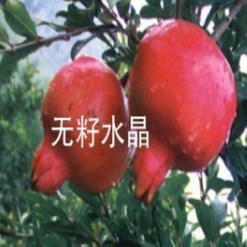 江西贛州出售石榴樹一公分以上