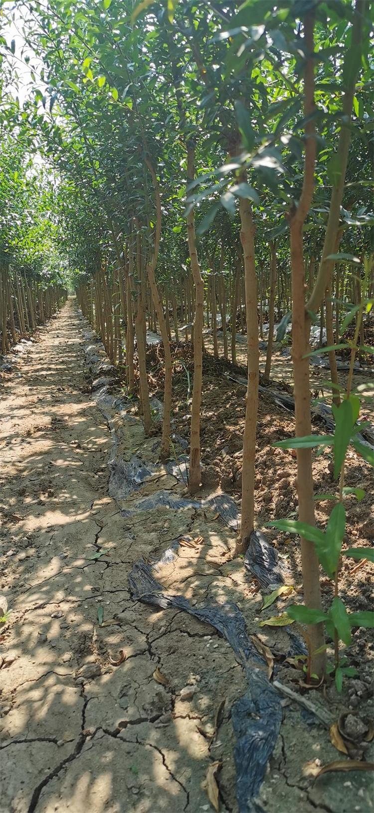 甘肅慶陽黑籽石榴苗基地、