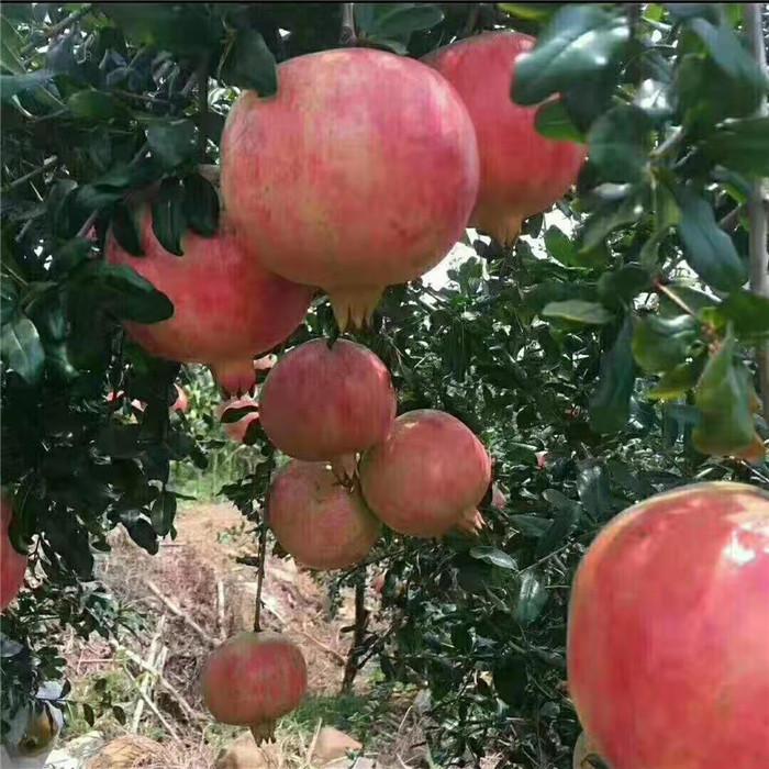 江西贛州出售石榴樹一公分以上