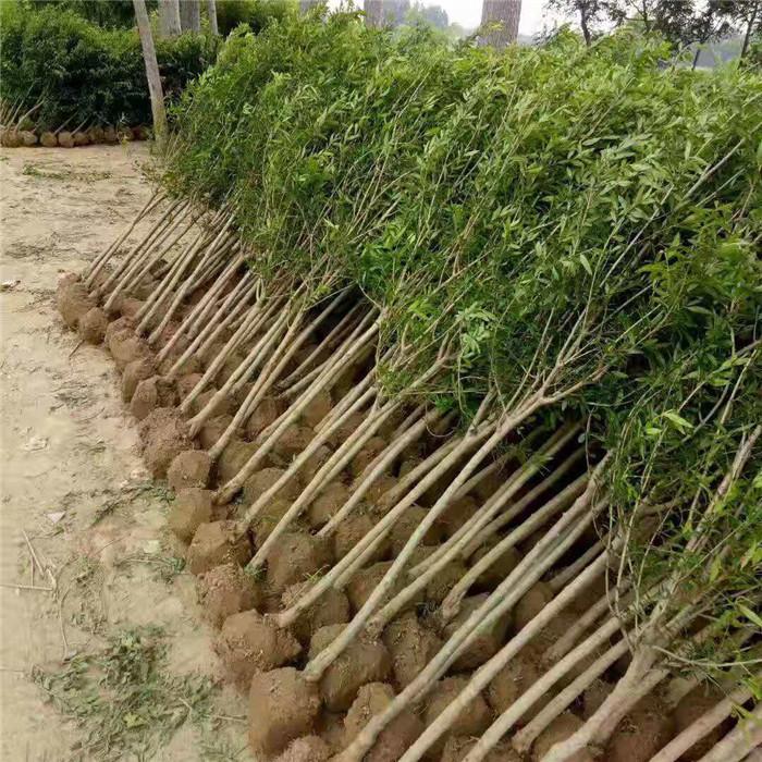 福建福州石榴苗怎樣育種怎樣種植