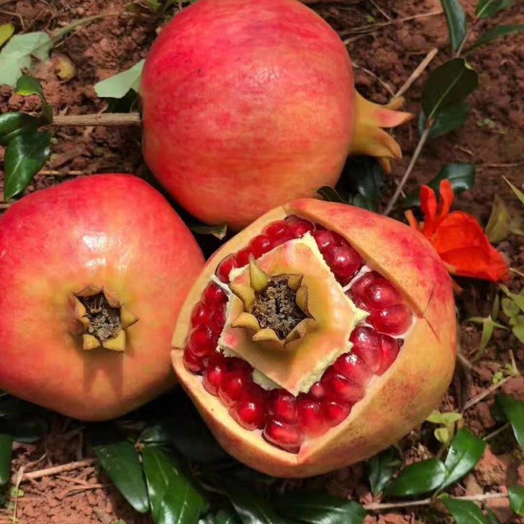 河南焦作大紅袍石榴樹(shù)苗發(fā)貨價(jià)格
