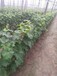 河北玫瑰香葡萄苗品种介绍种植基地