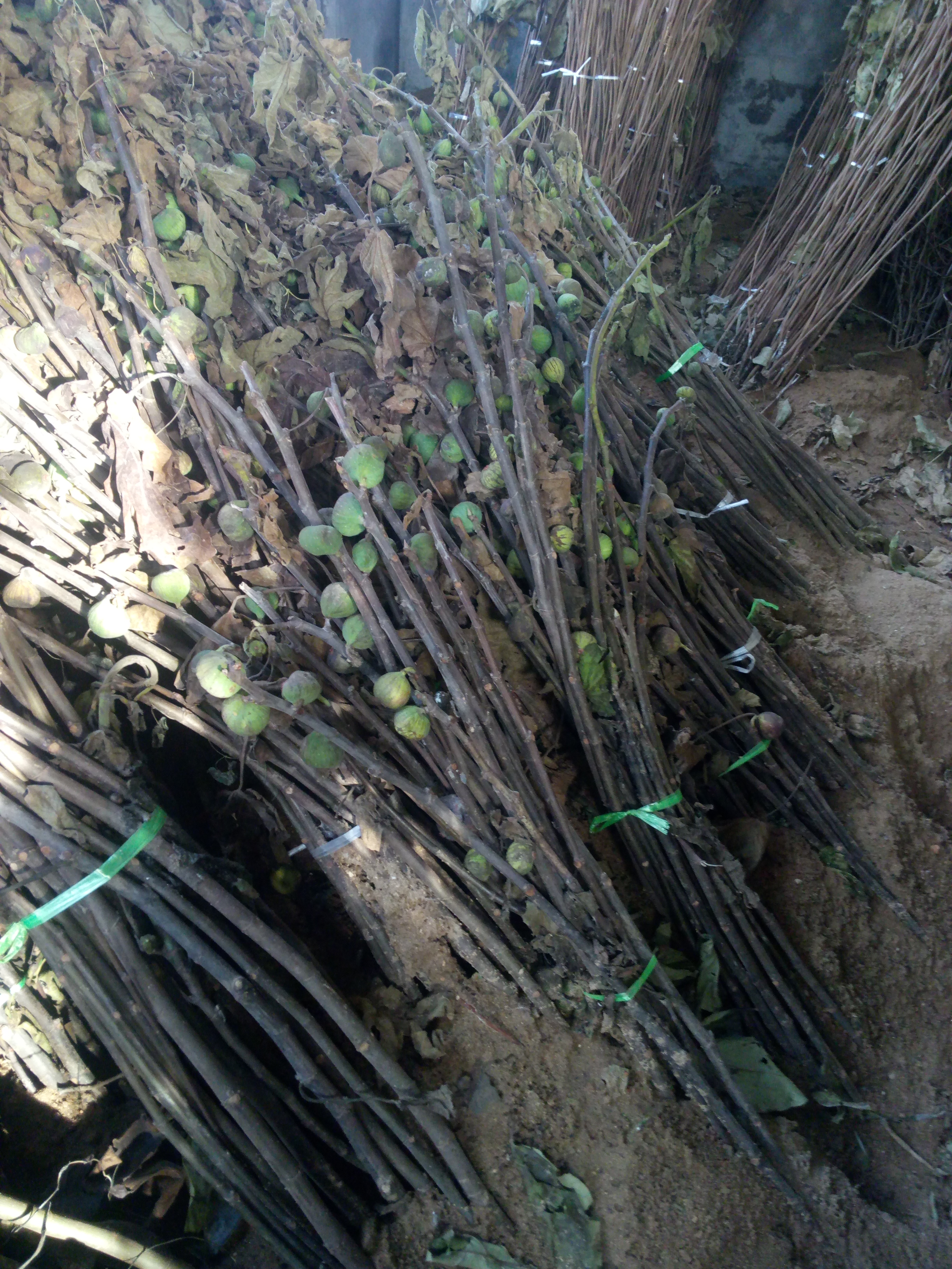 陕西无花果苗品种介绍种植基地