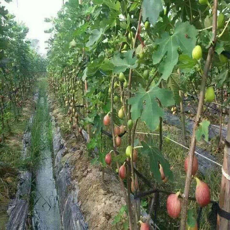 荆州沙市区波姬红无花果树苗口感浓甜