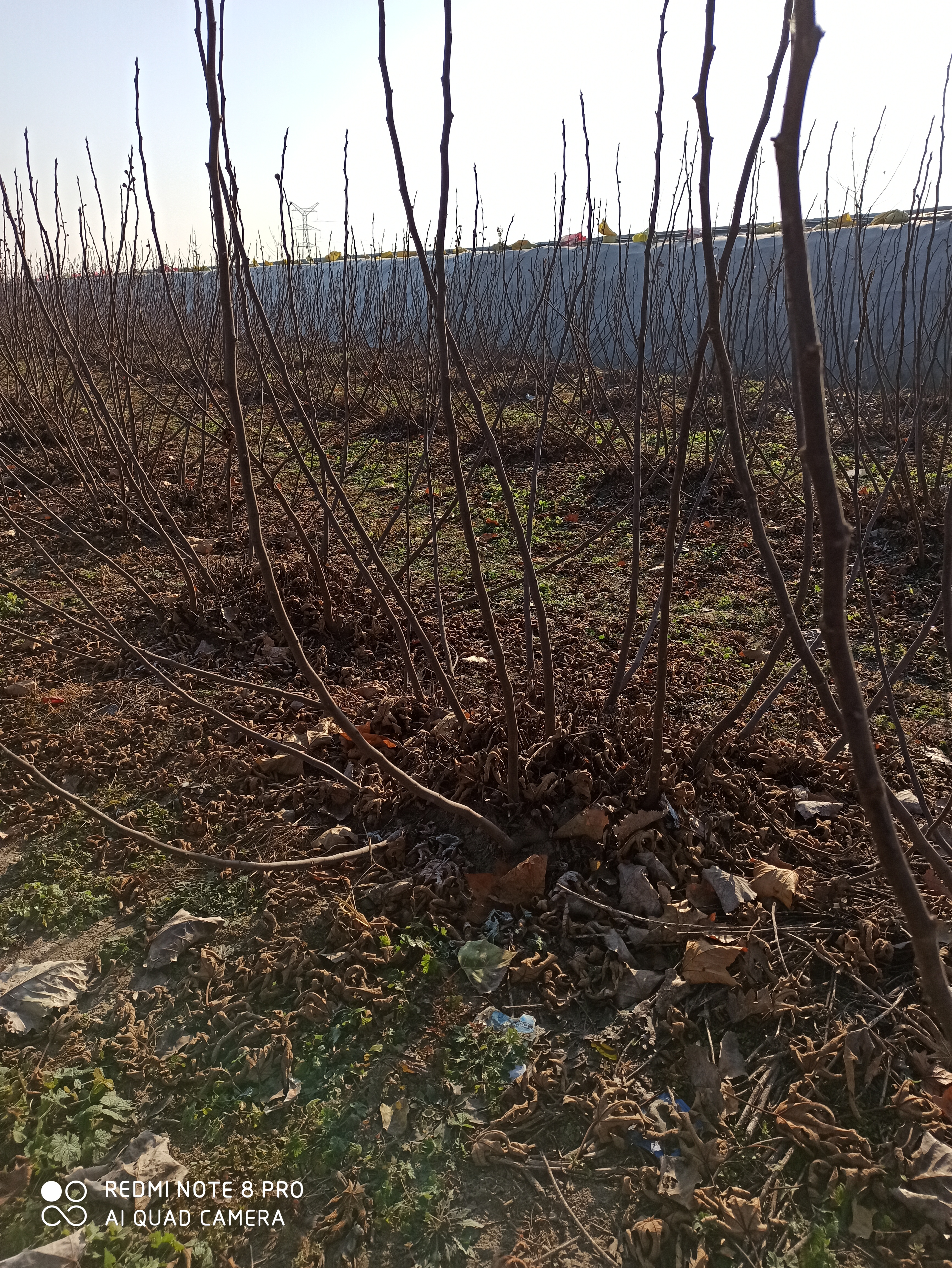 陕西无花果苗品种介绍种植基地