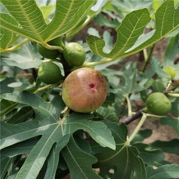 唐山丰南区基地无花果苗