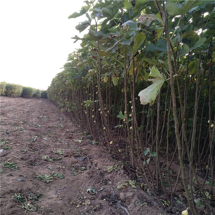 重慶波姬紅無花果樹苗口感濃甜種植基地