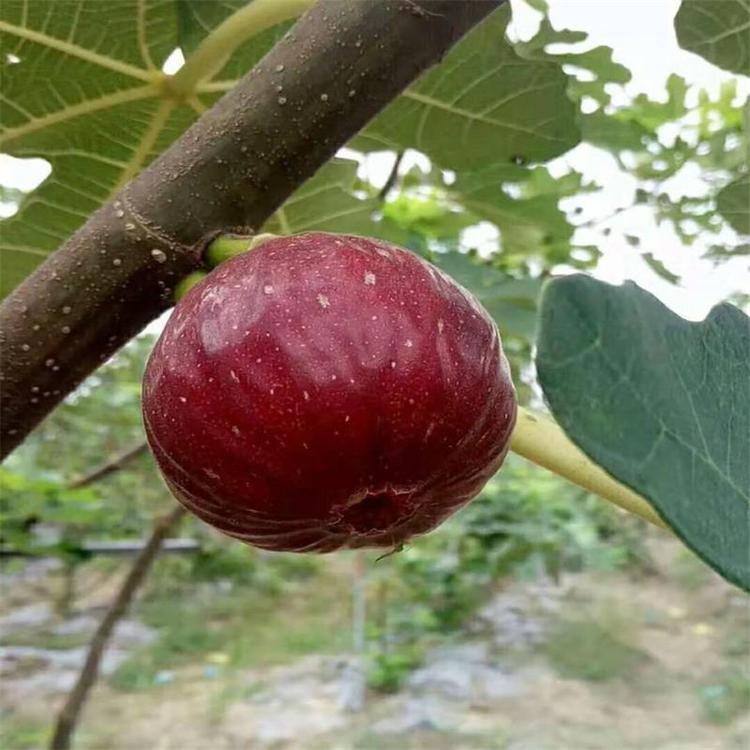 重慶波姬紅無花果樹苗口感濃甜種植基地