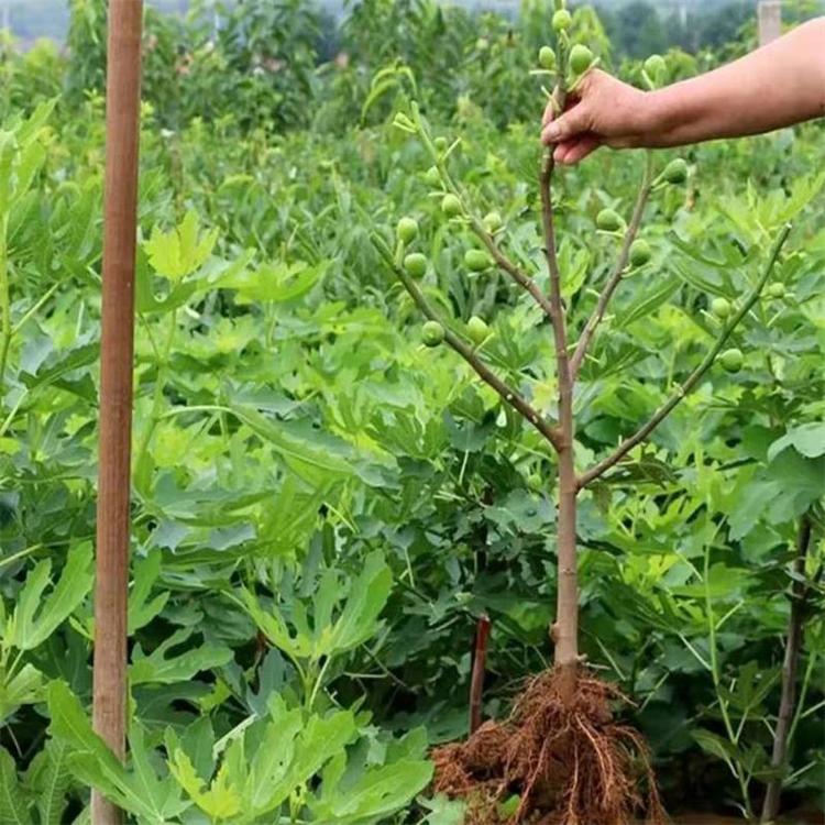 绍兴越城区基地直发无花果苗