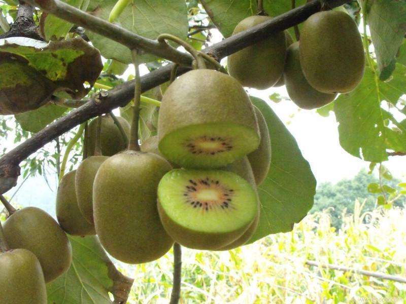 江苏软枣猕猴桃几年结果 什么品种好