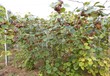 吉林獼猴桃基地采摘種植基地