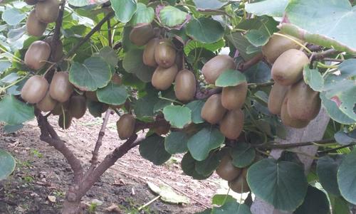河南软枣猕猴桃几年结果 哪里有