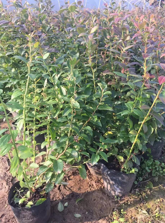 吉林量大高产北高从蓝莓苗 种植基地